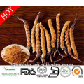 Melhor Qualidade Erva Medicina Polissacarídeos 10% -40% Chinês Selvagem Cordyceps sinensis Extrato